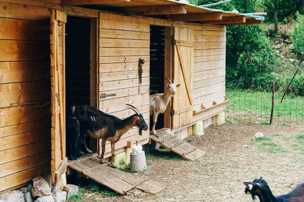 Desain Kandang Kambing belakang Rumah